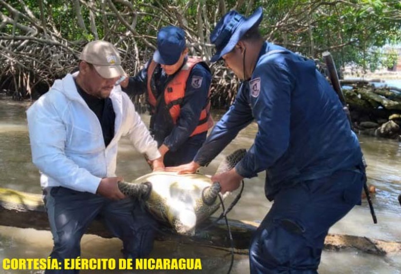 tortugas